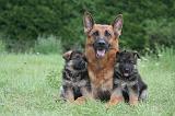 BERGER ALLEMAND 1225